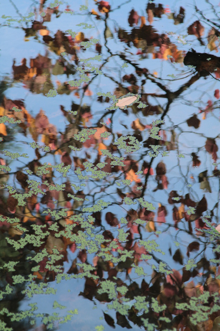 Reflections: Arboretum 2