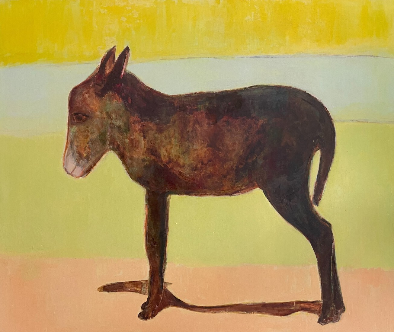 Afghaans ezelsveulen