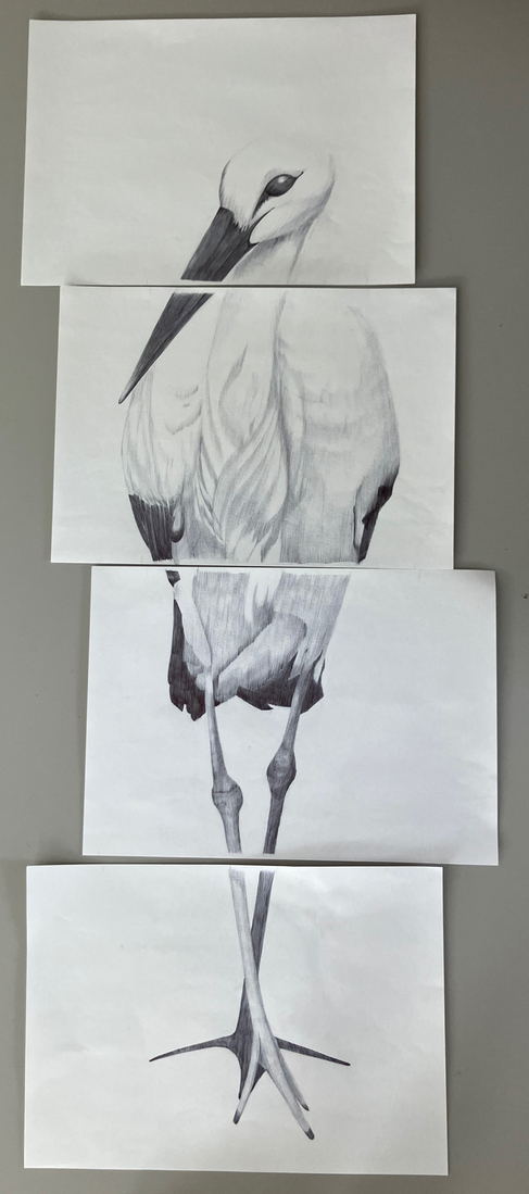 ooievaar 1
