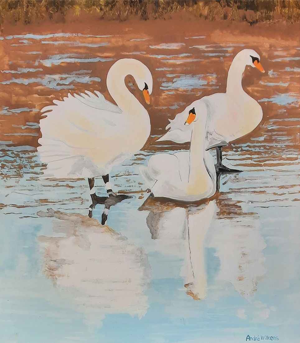 Zwanen op dun laagje ijs