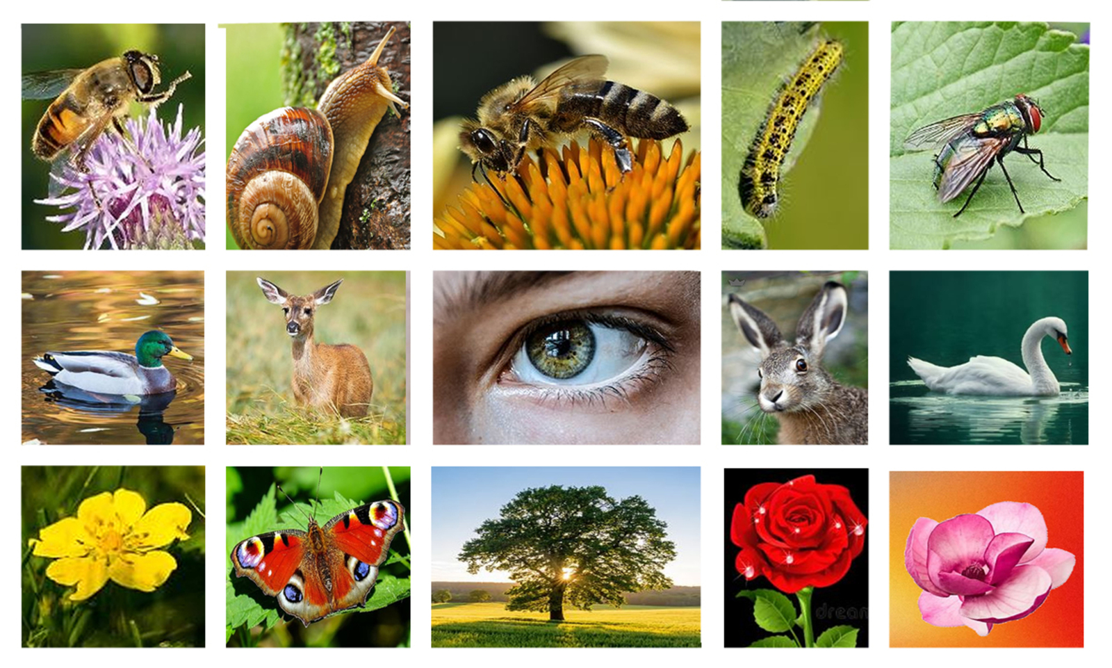 Natuur in Nederland
