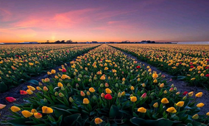 Weilanden, slootkanten, panorama's