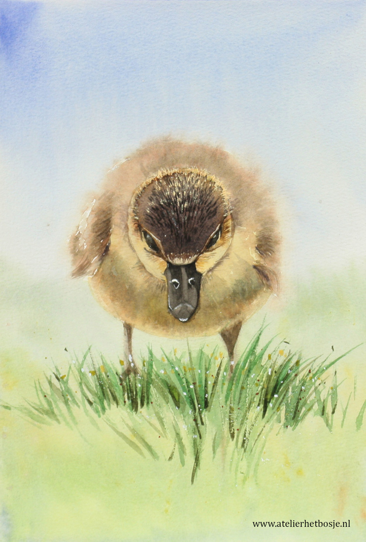 Little spring chick
