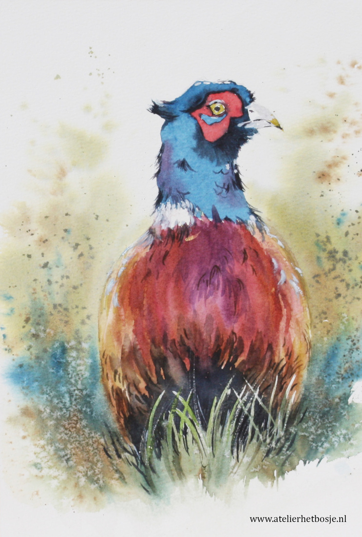 Little colorful pheasant