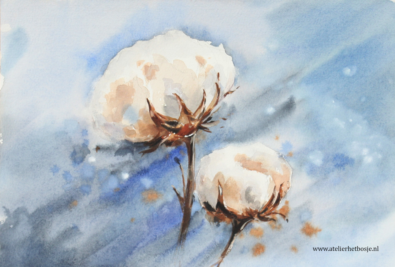 Cotton flowers
