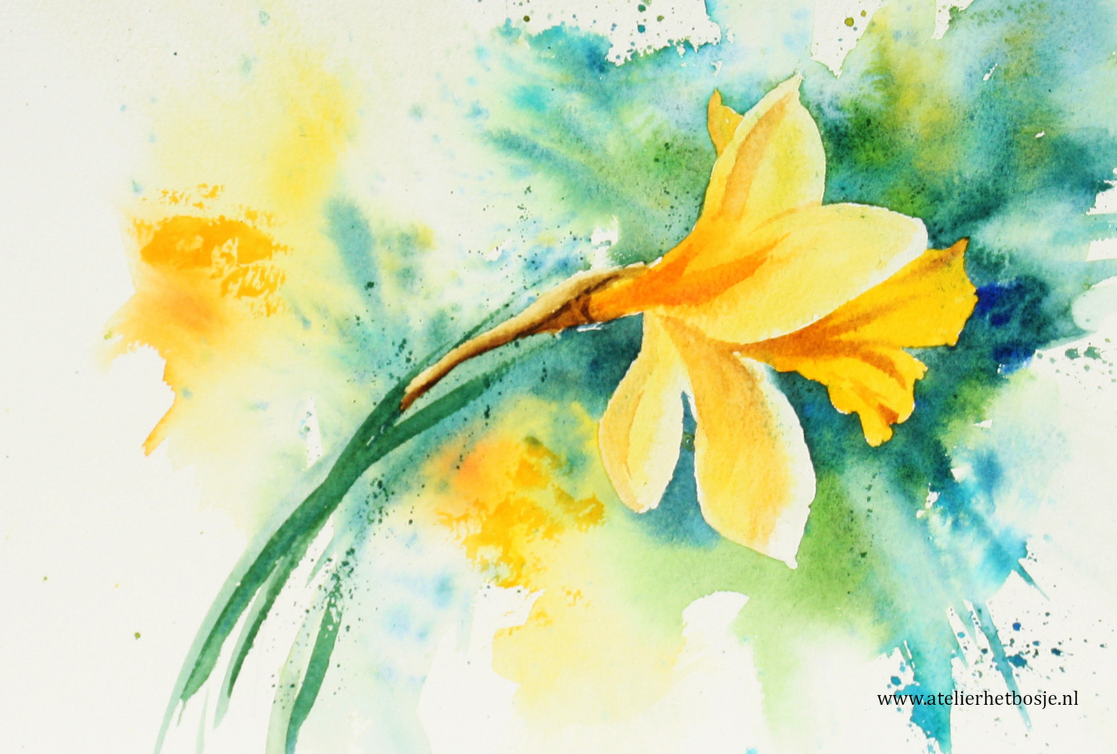 Spring daffodil