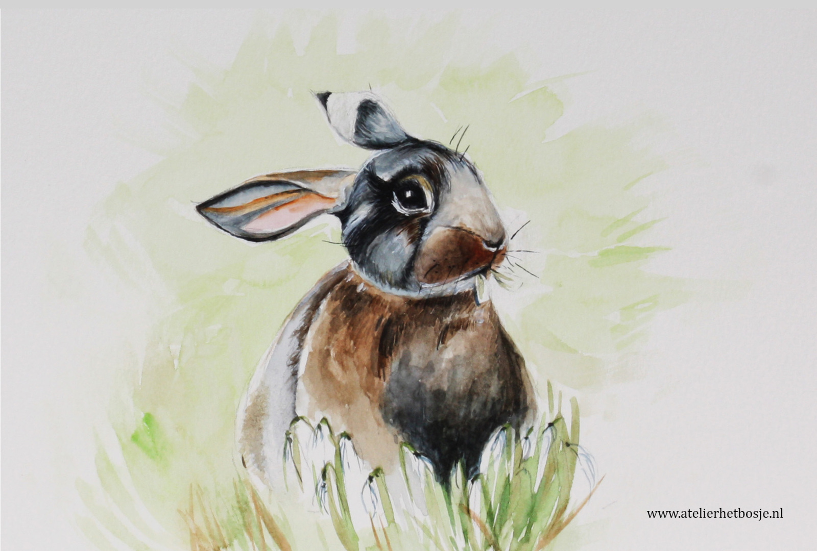 Little rabbit 