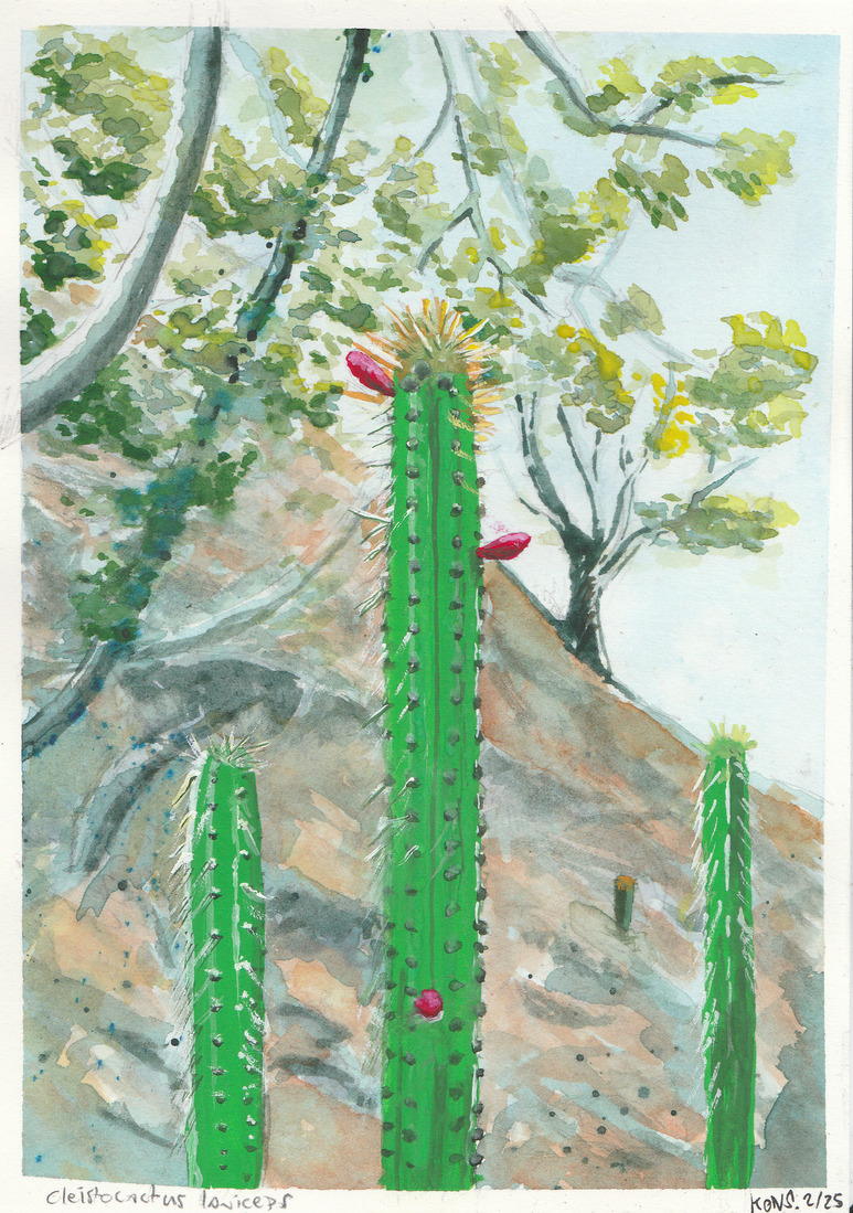 Cleistocactus laniceps