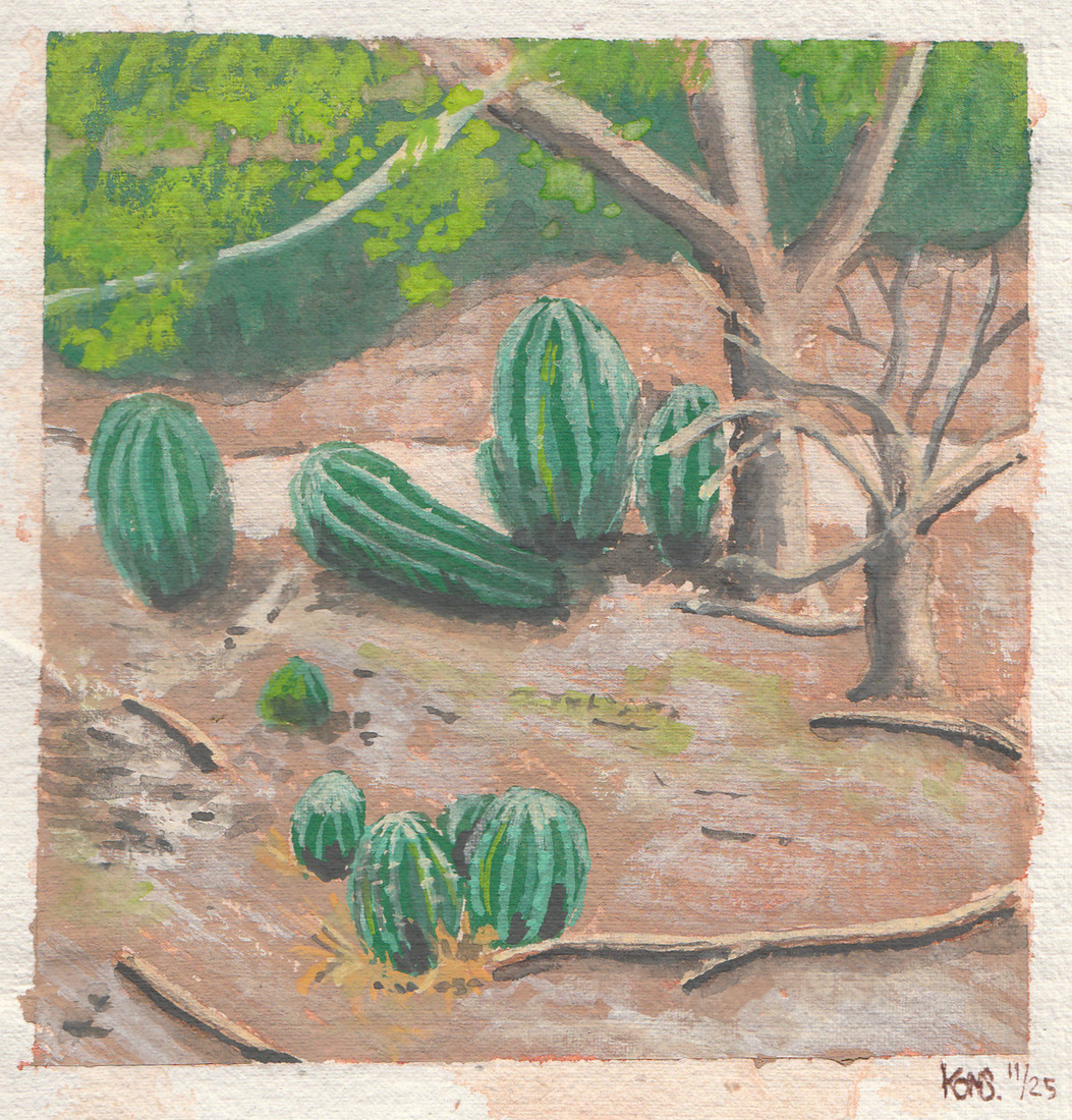 Echinopsis rhodotricha