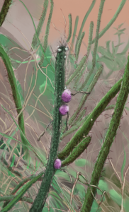 Tekeningen en schilderijen van zuid-amerikaanse cactussen