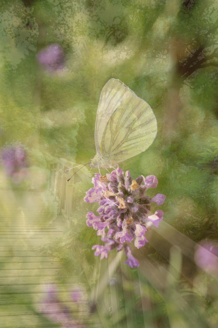 Vlinder rustend op een lavendel 