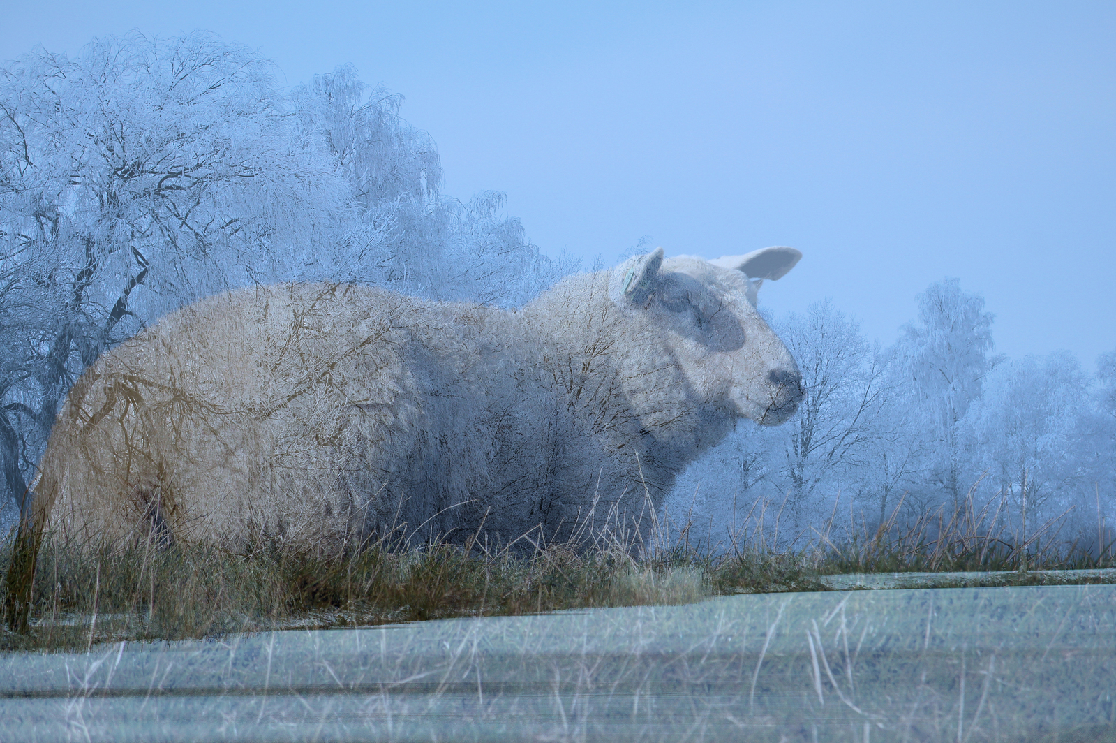 Portret van een schaap 