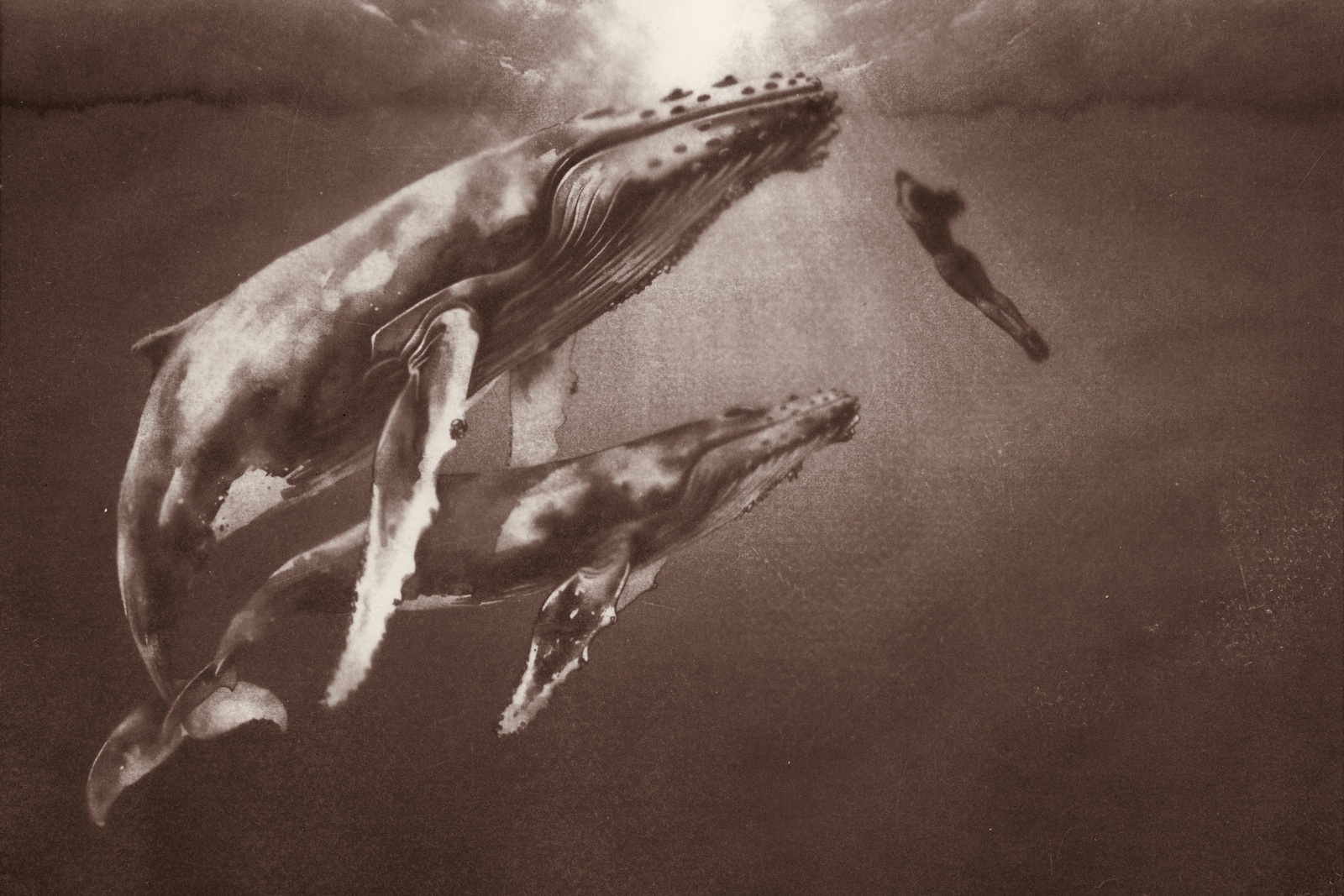 'In vertrouwen' Sepia