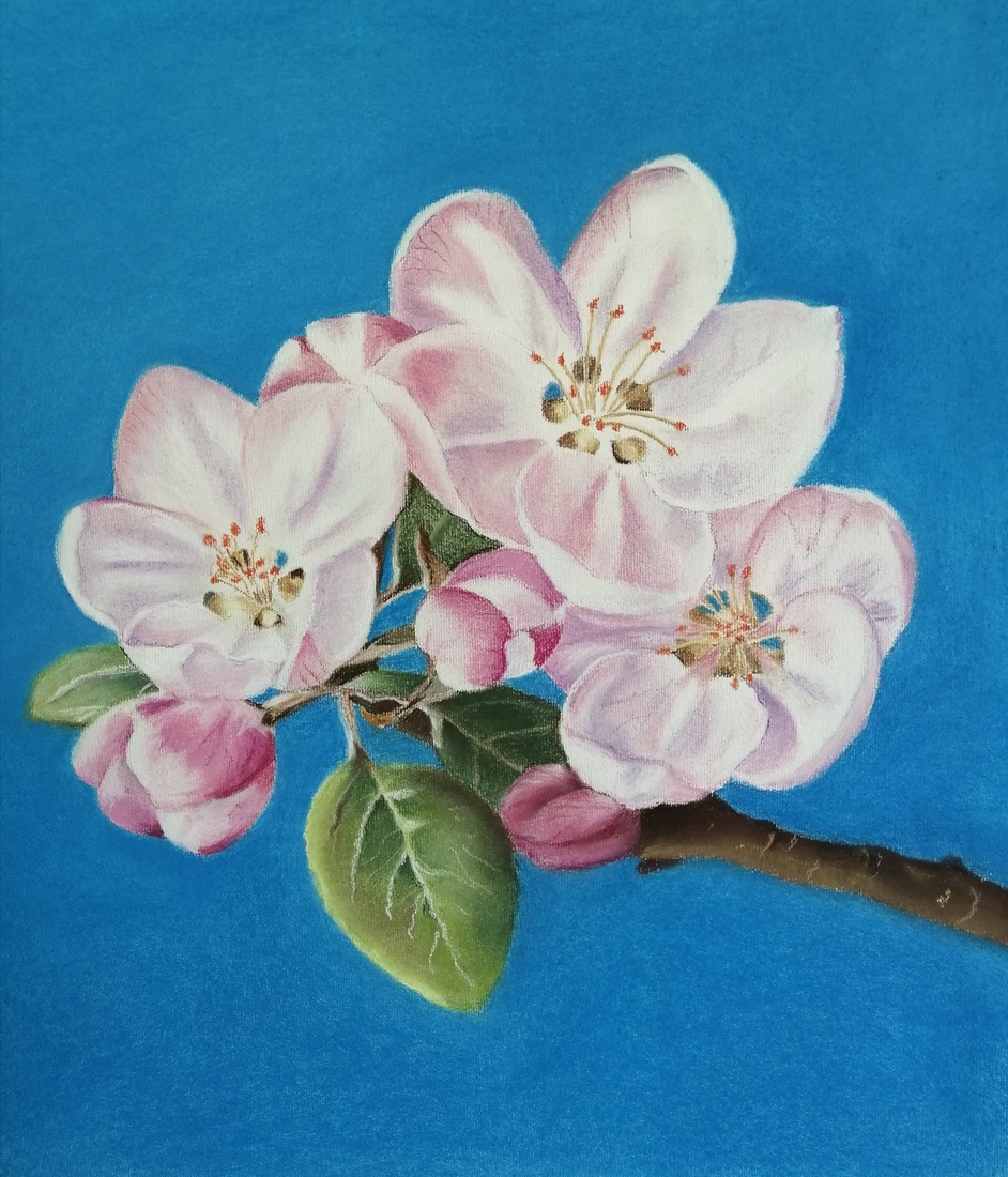 Appelbloesem
