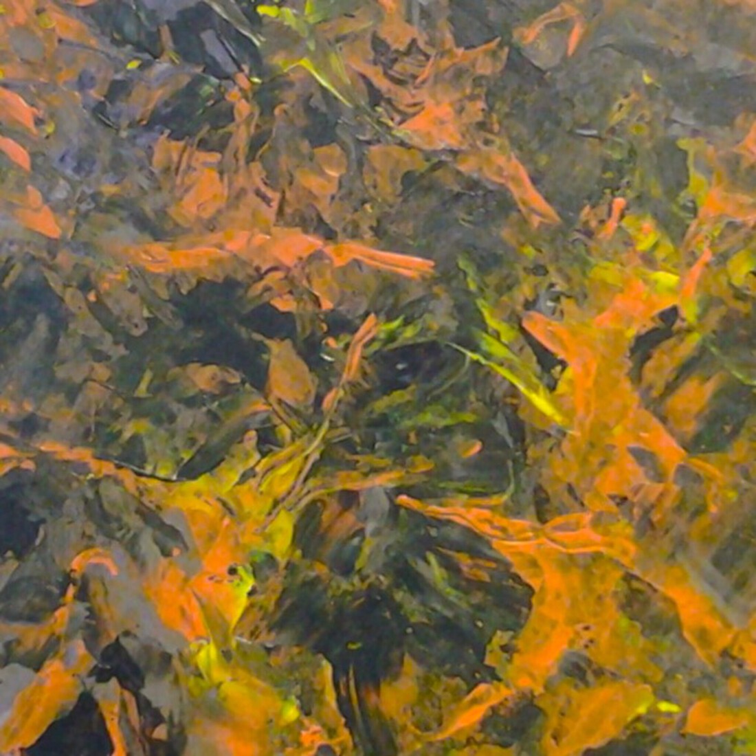 oranje vogelvlucht