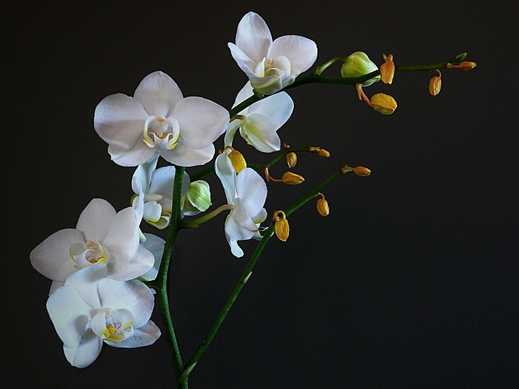 Orchidee