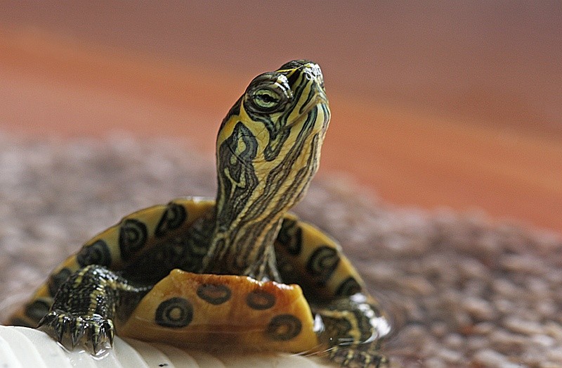 Geelwangschildpad