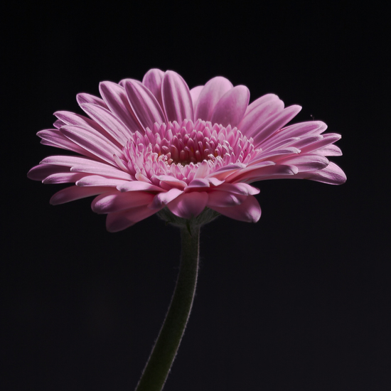 Gerbera rich
