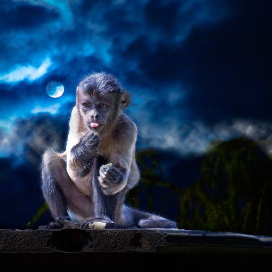 Kapucijnaap (gekuifde)