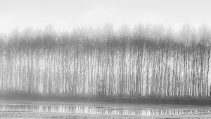 Mijn (bewerkt) fotowerk is veelal als serie opgebouwd en daarmee vertel ik mijn verhaal. Vaak geïnspireerd door natuur, maatschappelijke en persoonlijke ontwikkelingen. De 'stilte' is een belangrijk thema voor mij. Ik combineer fotowerk nu en dan ook met digitale grafiek. En bij tijd en wijle verbind ik poëzie aan mijn werk!