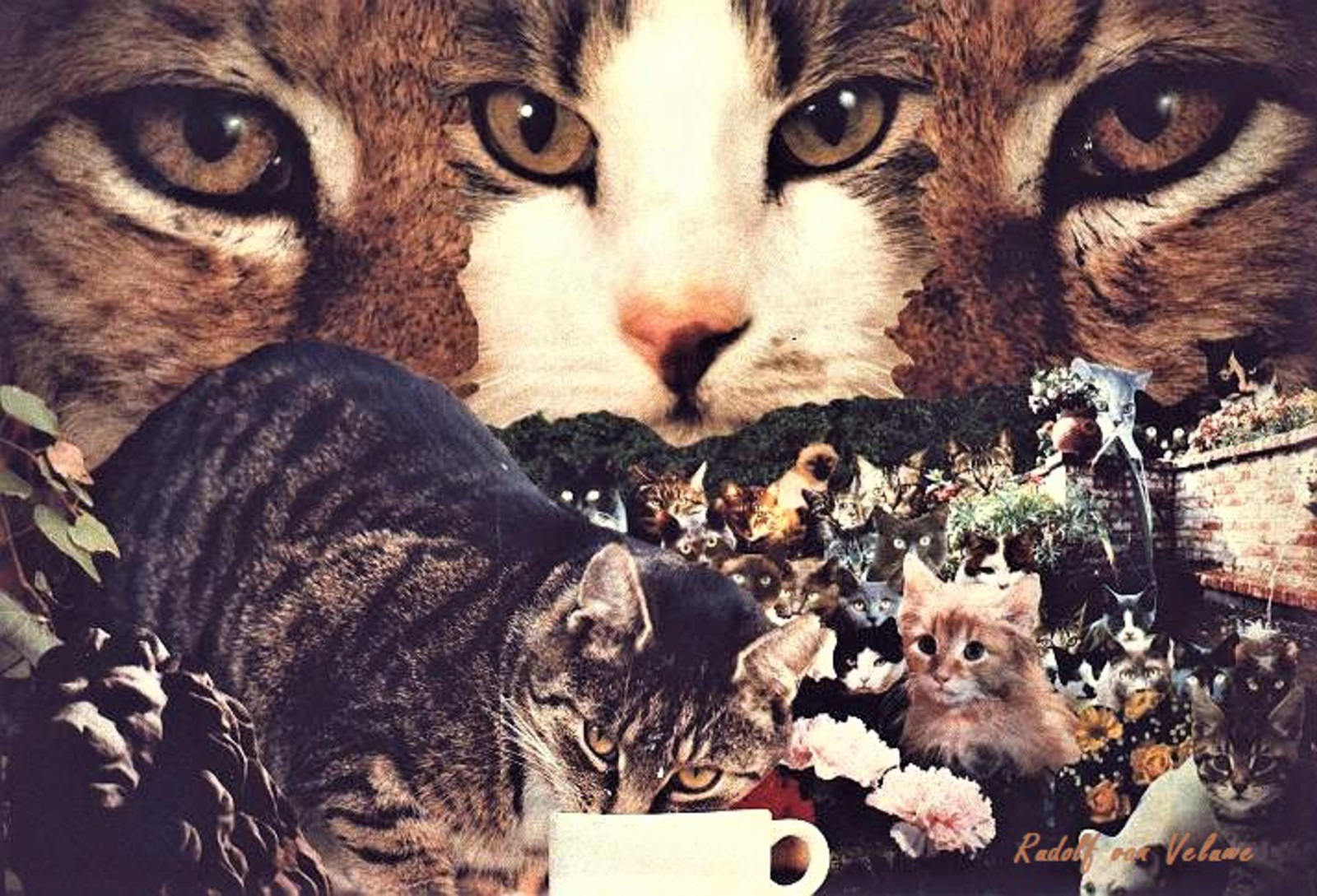 CATS