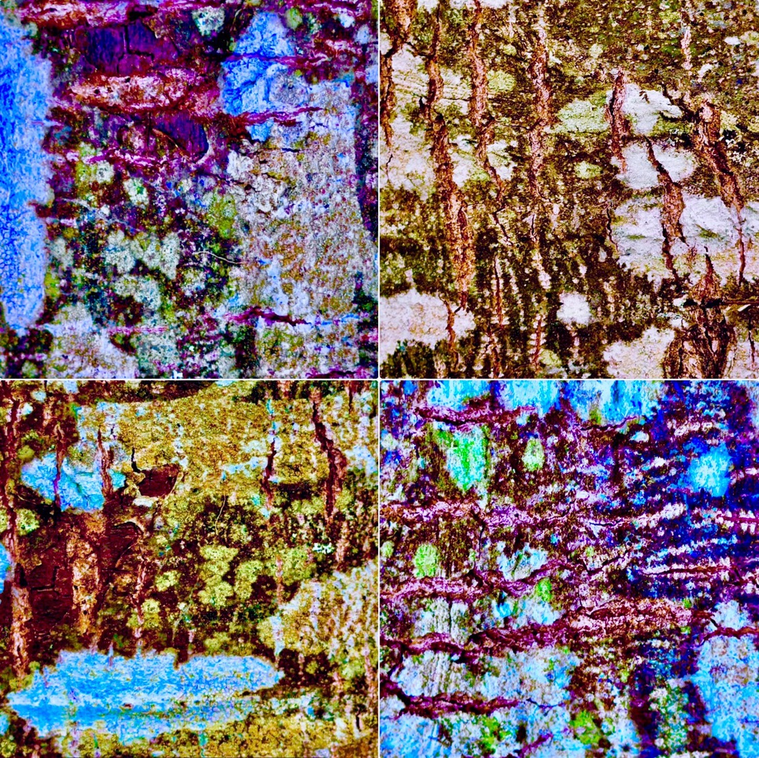 Berkenbast