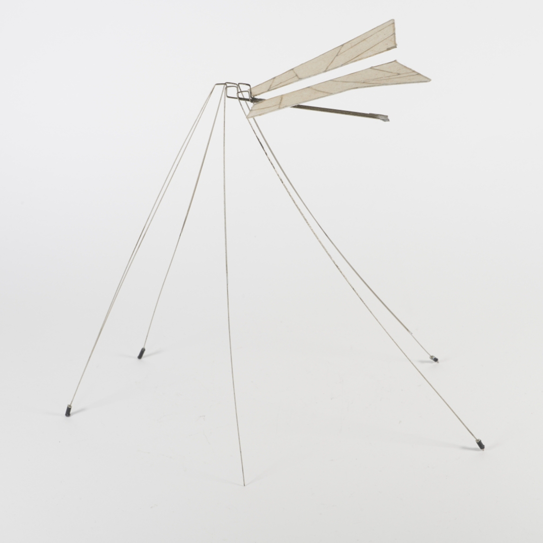 Arthropoda Insect Object jeh00626