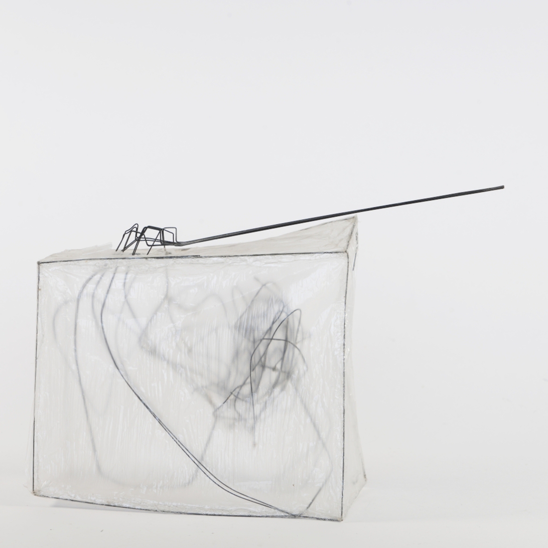 Arthropoda Insect Object jeh01107