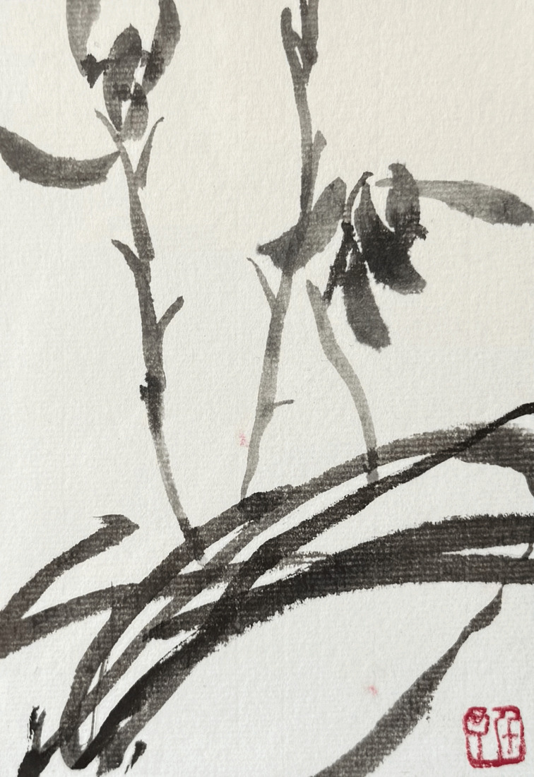 Orchidee