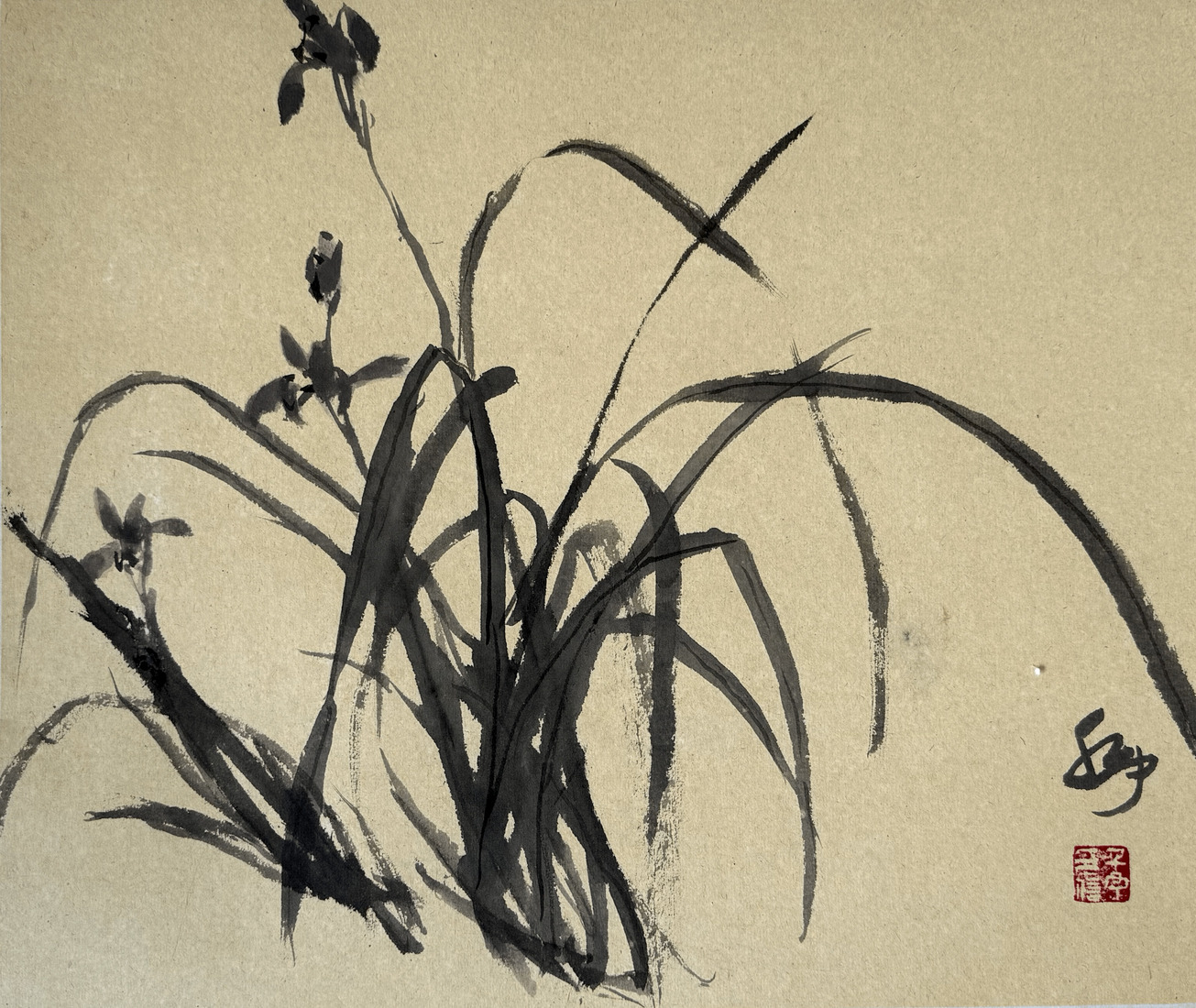 Orchidee