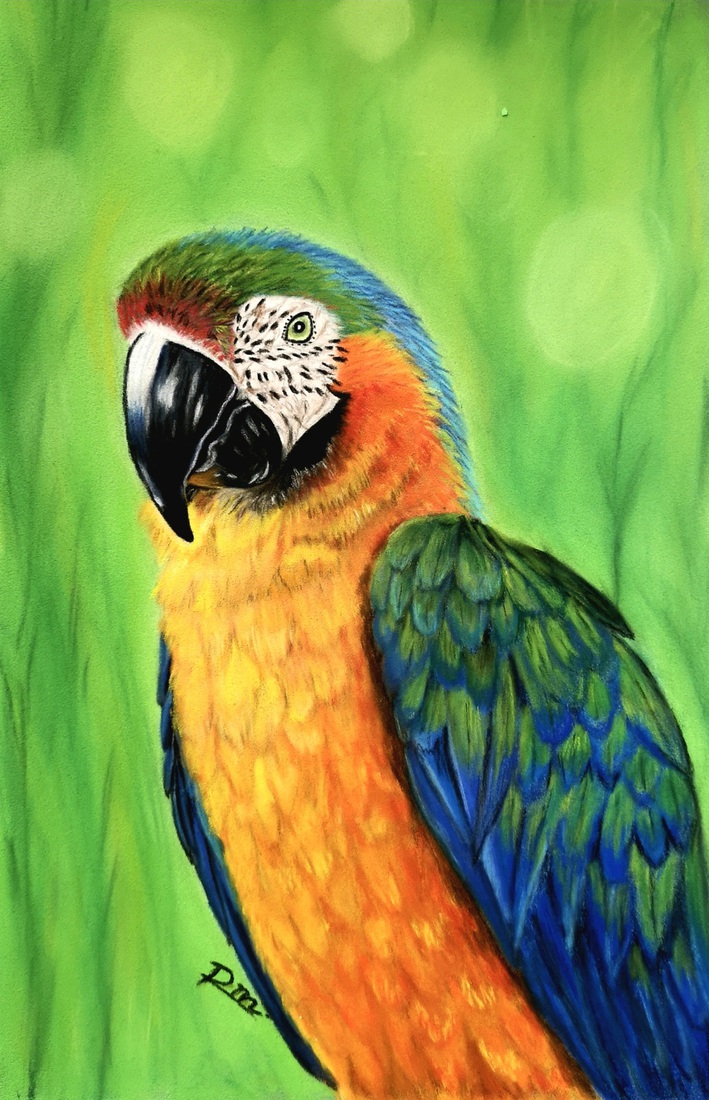 Blauw-gele Ara in Pastel
