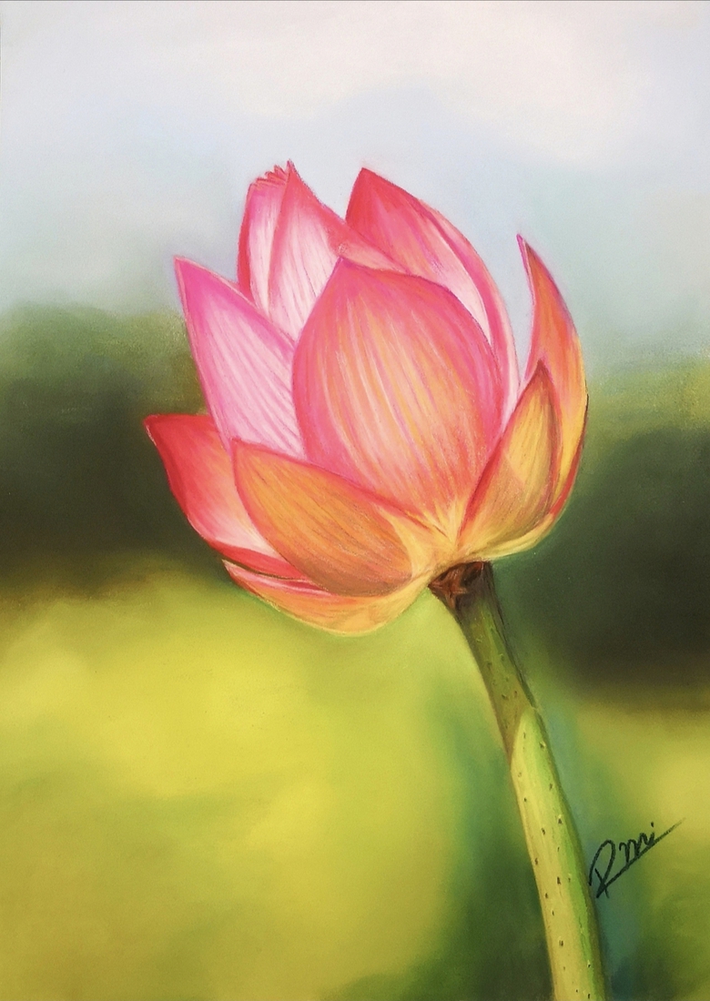 Lotus in het daglicht