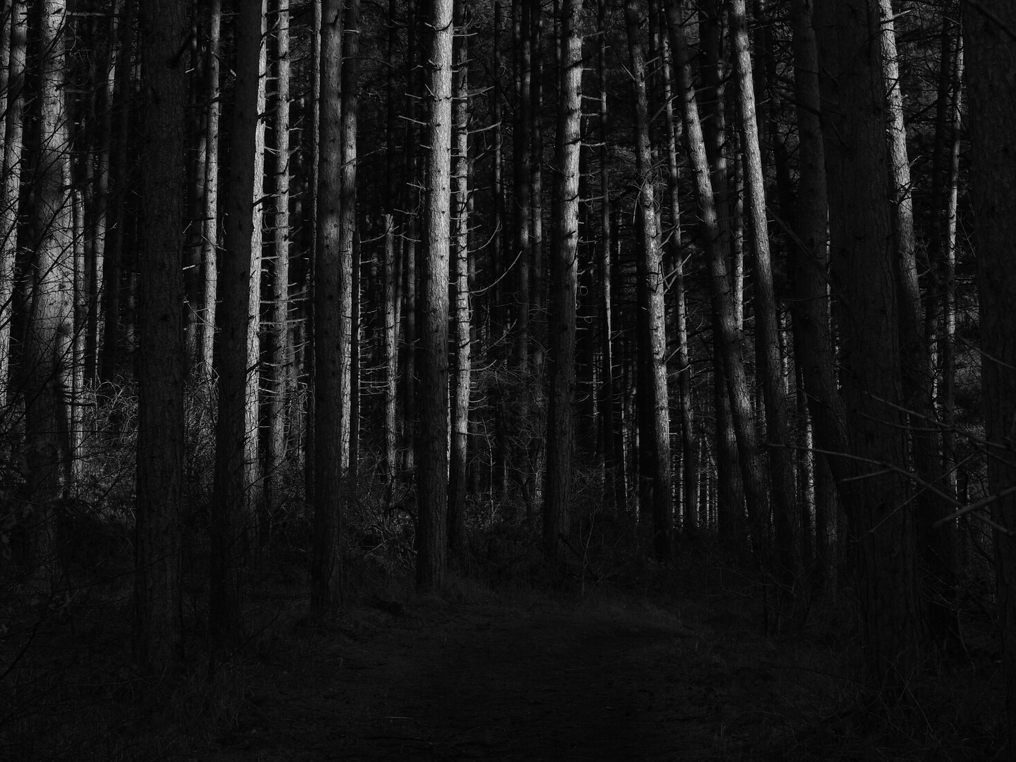 Schiermonnikoog II