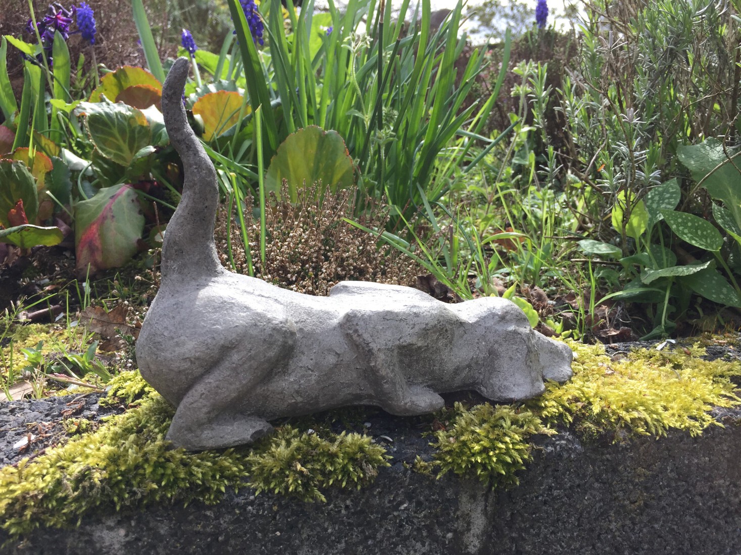 Hondje