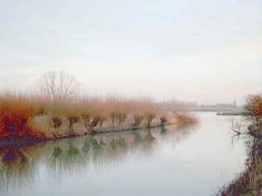 Biesbosch
