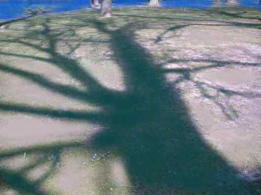 Shadowtree