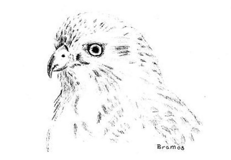 Buizerd