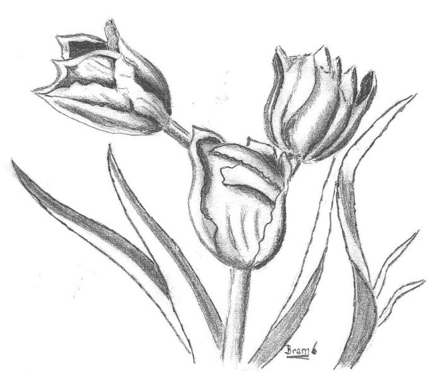 Tulpen 2