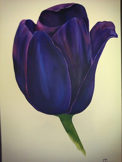 zachte tulp