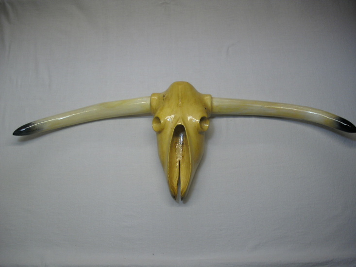 StierenKop langhoorn