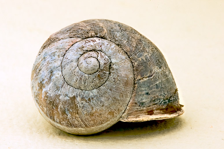 The yellow brown house