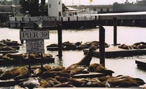 Pier 39