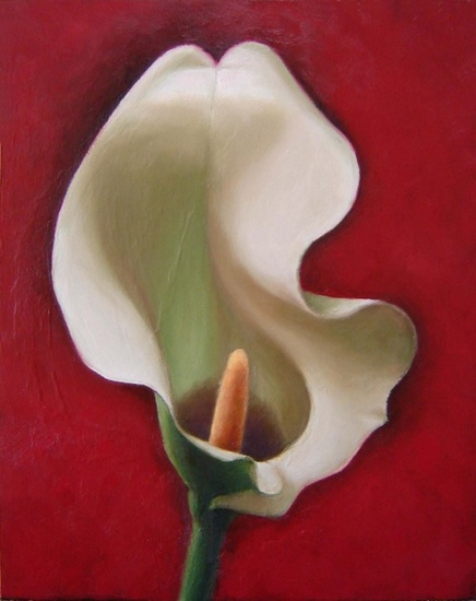 Calla met rode achtergrond