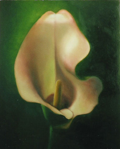 Wit-roze calla