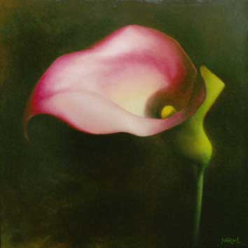 Roze calla
