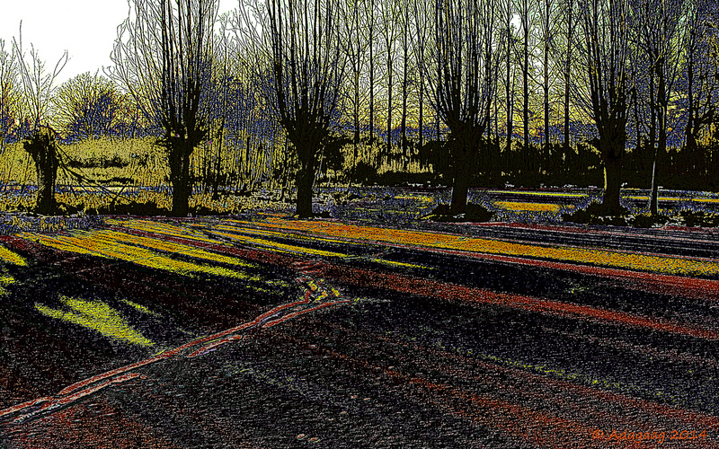 Field with bulbflowers...?