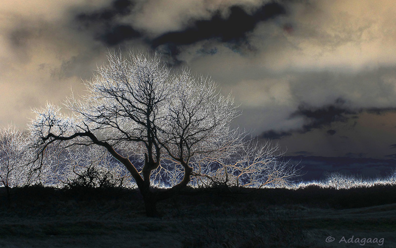 Treef of a Fairy-tale