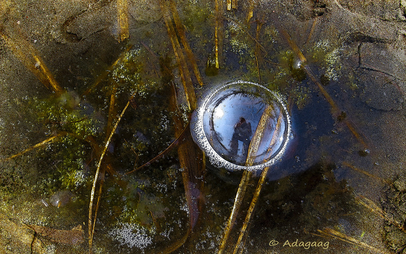 Reflection in mud