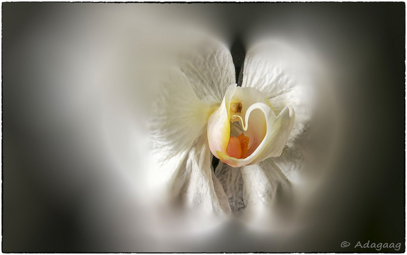 White orchid
