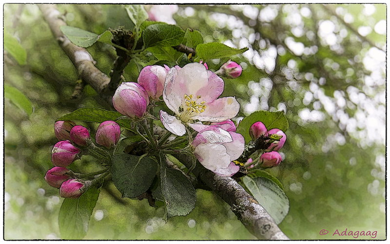 Apple blossom